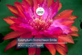 Epiphyllum Orchid Cactus Neon Smile | 3 Rooted Cuttings | Pink Blooms | Easy-Care Exotic Plant | Fresh Growth | Unpotted