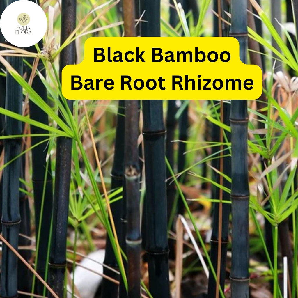 1 Black Bamboo Live Plant, Phyllostachys nigra, Multi-Cane Bamboo, Ornamental Privacy Screen, Fast Growing