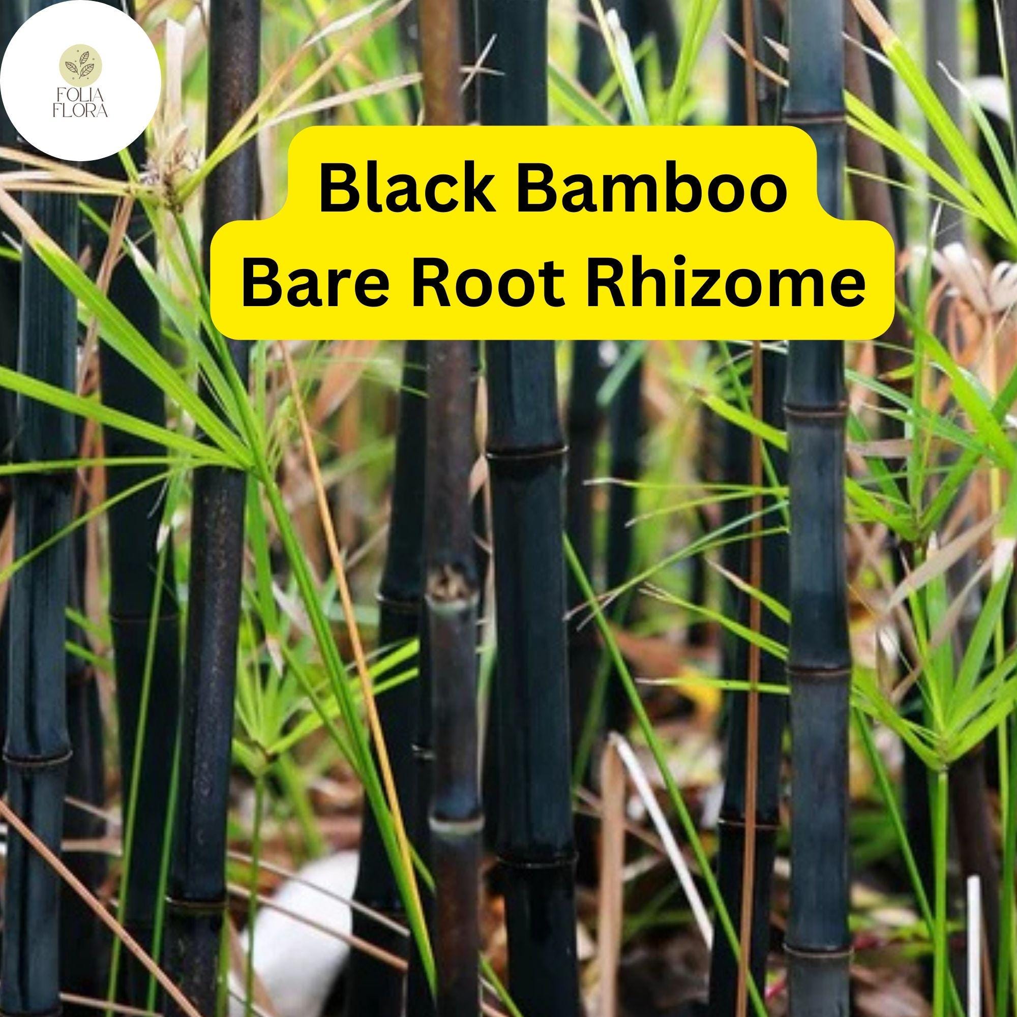 1 Black Bamboo Live Plant, Phyllostachys nigra, Multi-Cane Bamboo, Ornamental Privacy Screen, Fast Growing