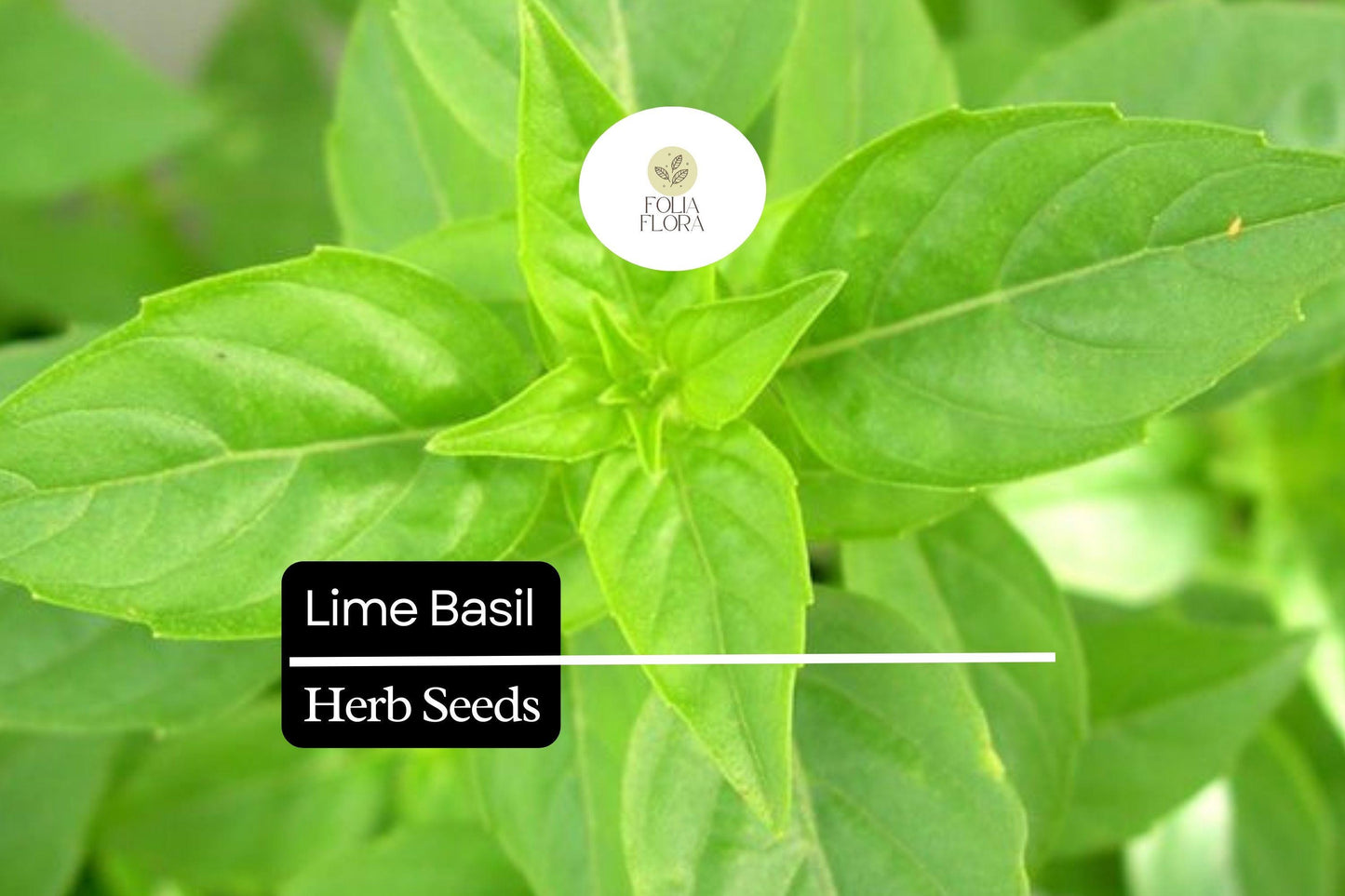 500 Seeds Lime Basil (Ocimum basilicum) – Citrus-Scented Herb for Culinary & Garden Use