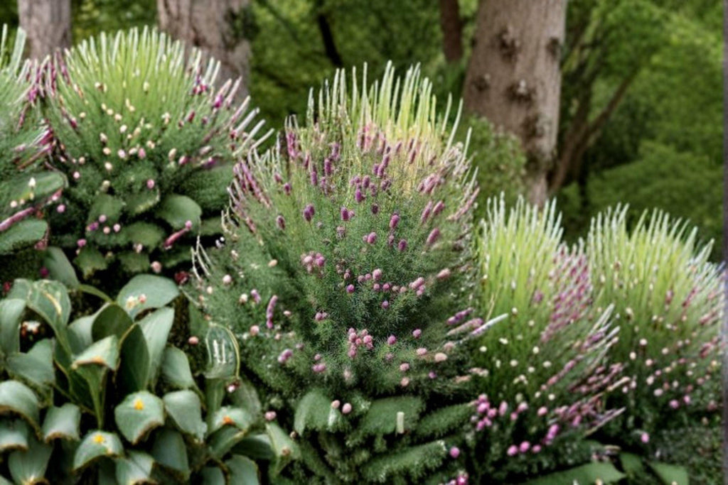 Purple Prairie Clover – Dalea purpurea, Native Prairie Perennial | Nitrogen Fixer (100 Seeds)