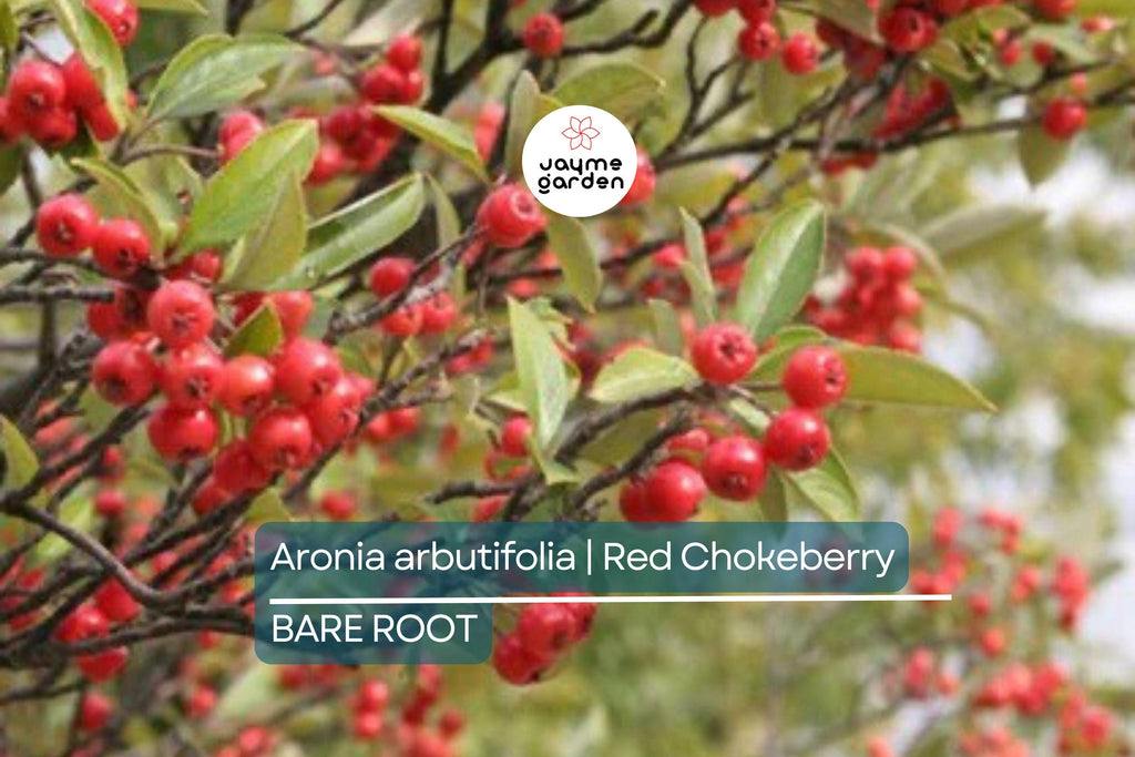 Aronia arbutifolia (Red Chokeberry) | 2 Bare-Root Shrubs | Pollinator-Friendly | Fall Color & Edible Berries | Wet Soil Tolerant