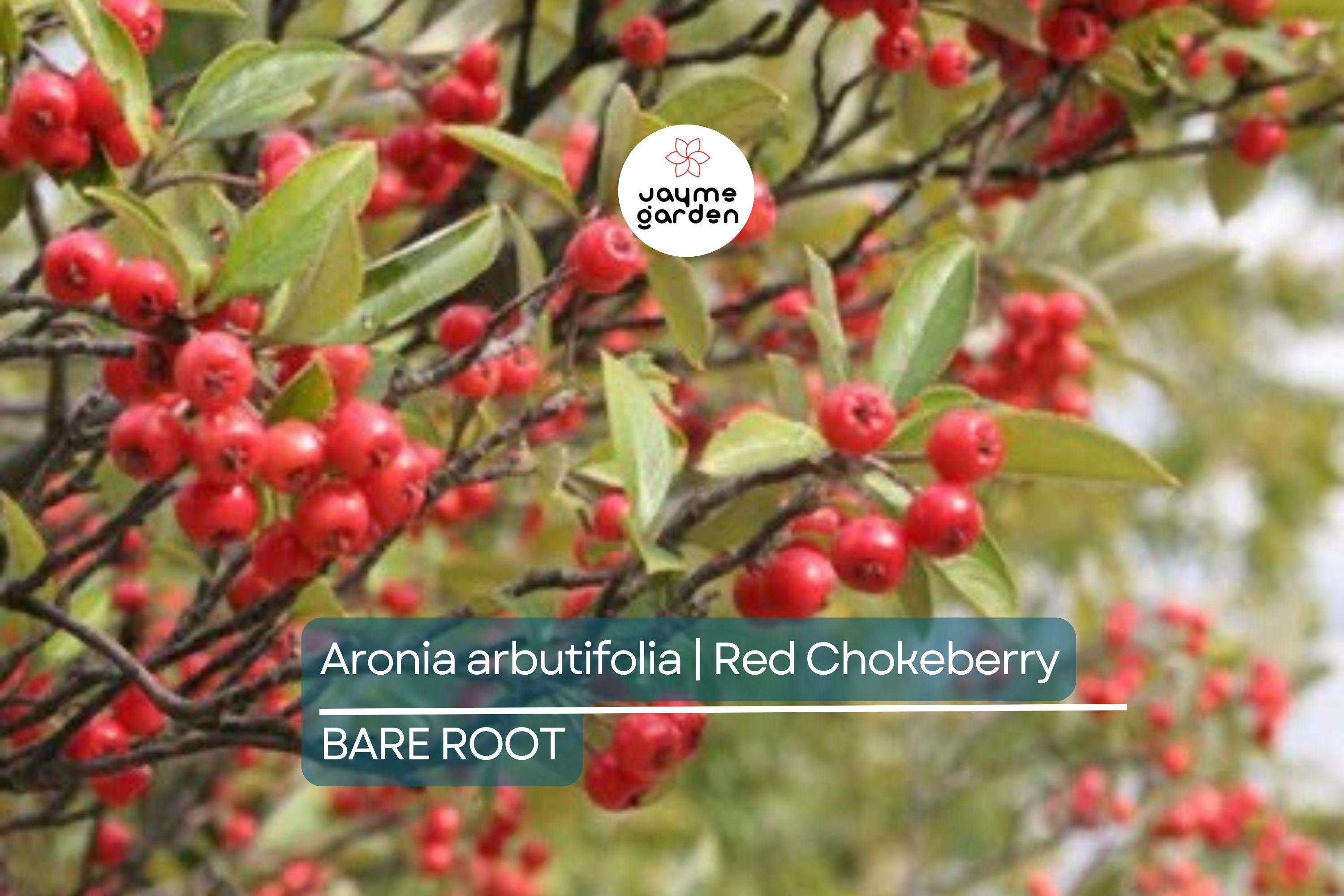 Aronia arbutifolia (Red Chokeberry) | 2 Bare-Root Shrubs | Pollinator-Friendly | Fall Color & Edible Berries | Wet Soil Tolerant