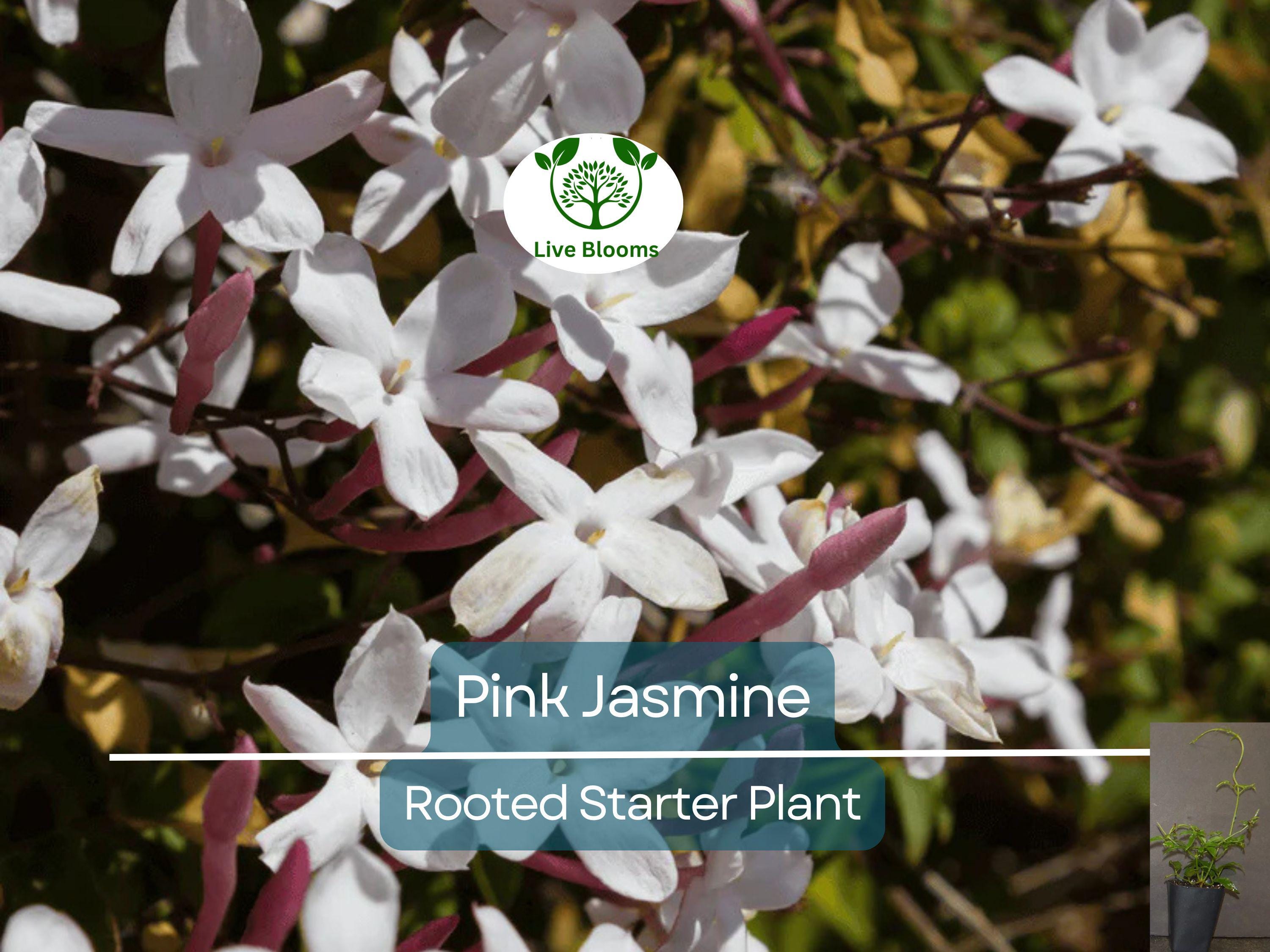 1 Pink Jasmine Jasminum Polyanthum Extremely Fragrant Rooted Starter Plant Bare Root, Sweet Scented Flowering Vine for Sale