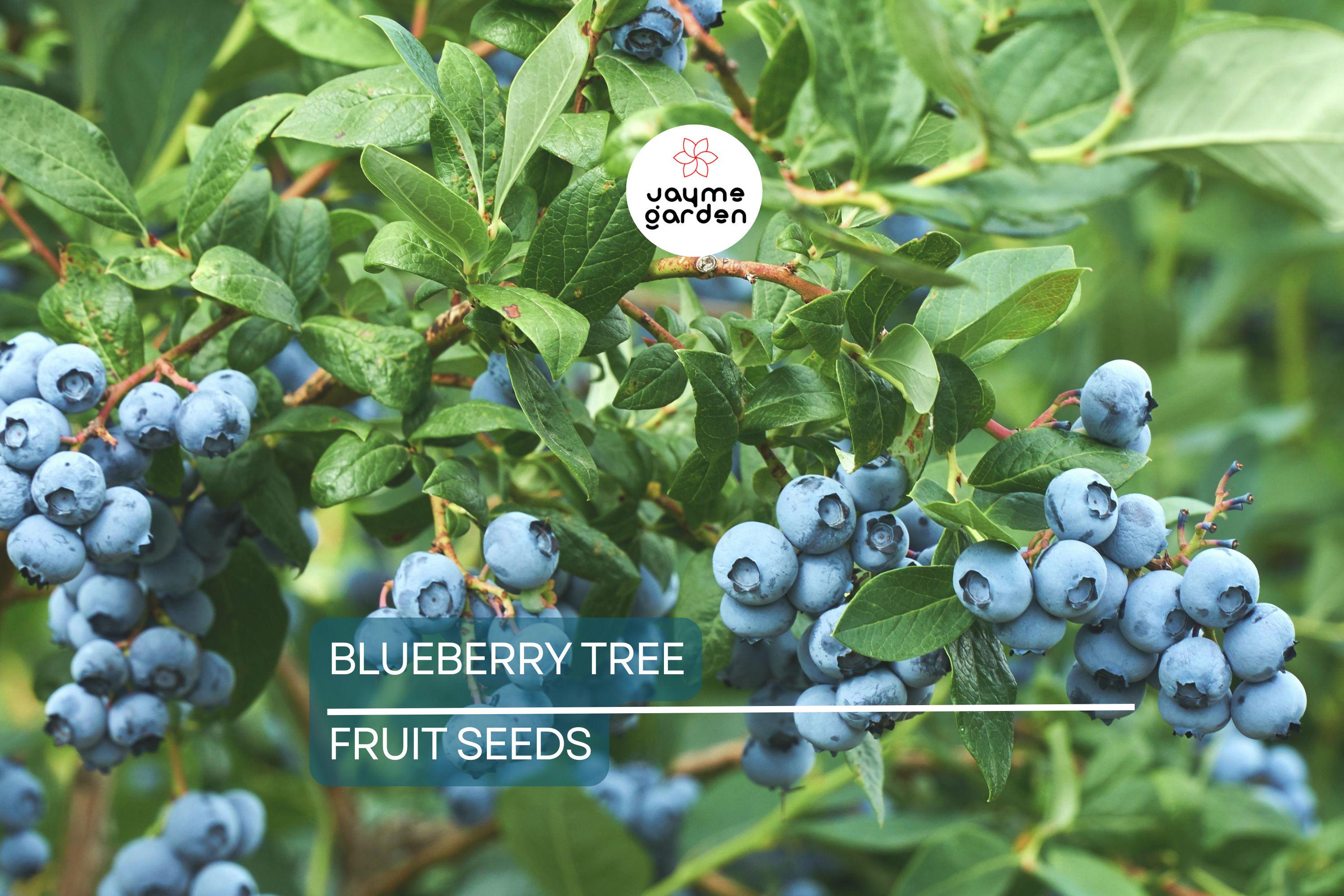 50 Southern Highbush Blueberry Seeds (Vaccinium corymbosum) - Cold Hardy Fruit Tree, Zone 5-10