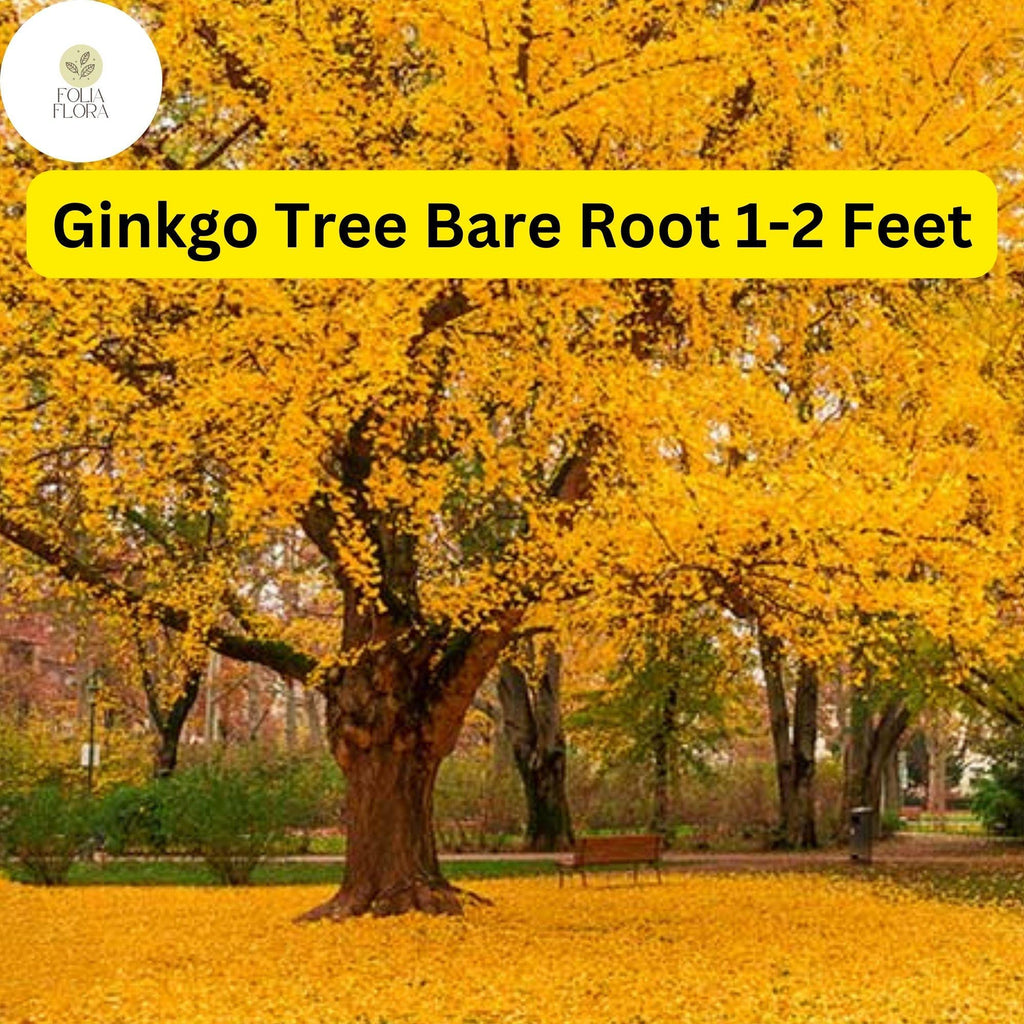 1 Ginkgo Tree (Ginkgo biloba) – Live Bare Root Plant 1-2 Feet