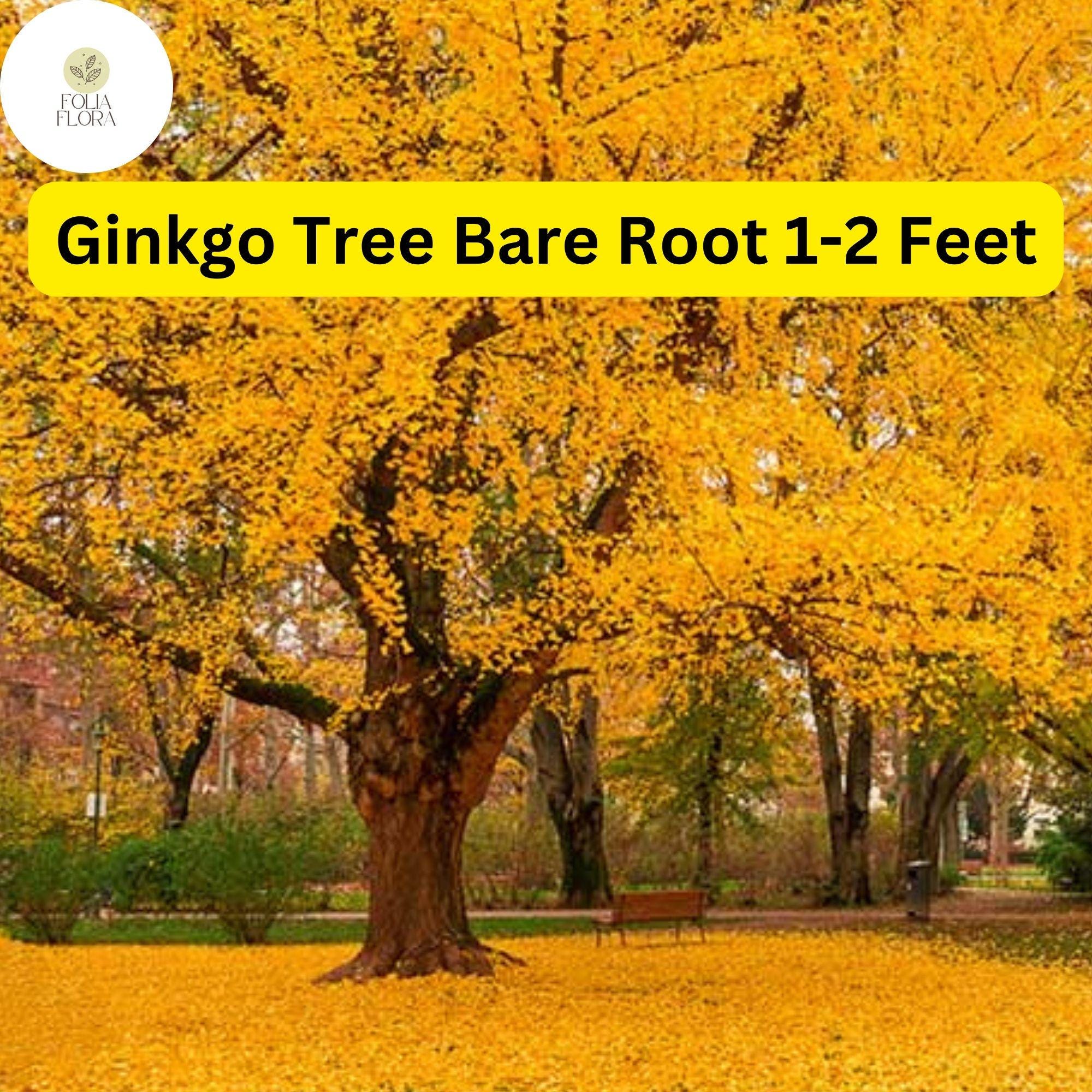 1 Ginkgo Tree (Ginkgo biloba) – Live Bare Root Plant 1-2 Feet