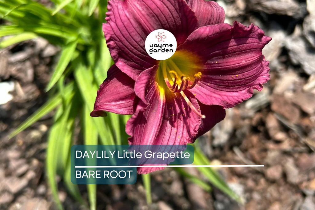 Little Grapette Daylily | Live Bare Root Plant | Compact & Hardy | Perennial Flower | Purple Blooms | Easy to Grow | USDA Zones 3-9