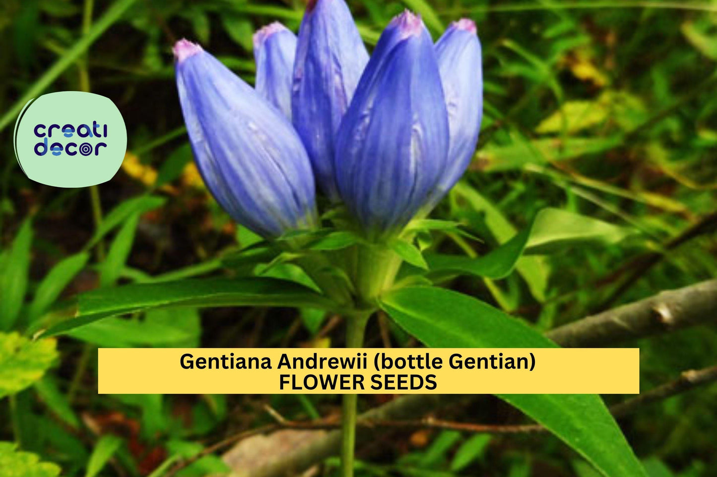 3pcs of 100mg Bottle Gentian Seeds – Gentiana andrewsii Native Blue Wildflower for Pollinator & Woodland Gardens Seeds for Planting