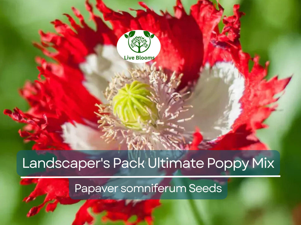 5000 Seeds Landscaper's Pack Ultimate Poppy Mix with Breadseed Papaver Non-GMO, Papaver somniferum, Colorful Garden Flowers