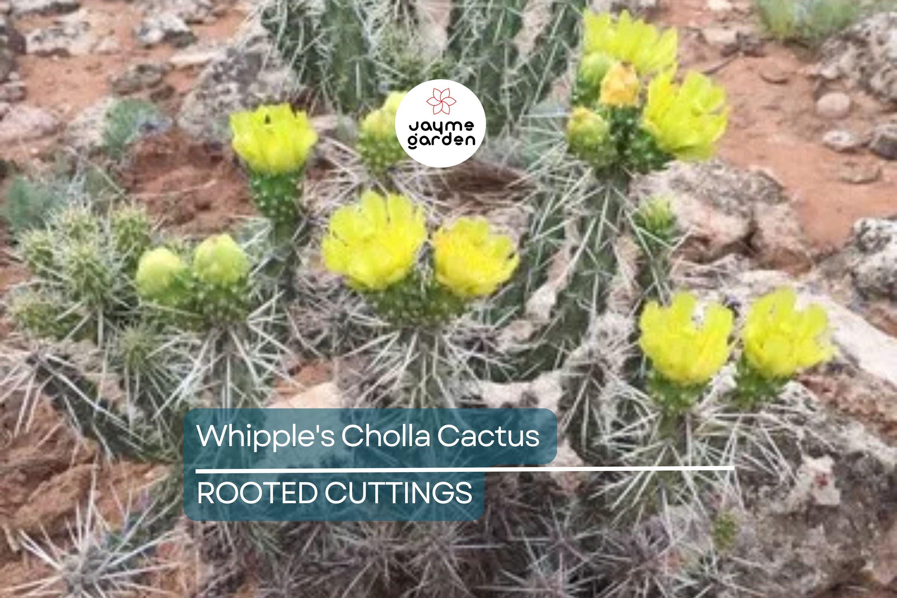8" Whipple's Cholla Cactus (Cylindropuntia whipplei) - Hardy Flowering Shrub, Live Plant Ships Bare Root