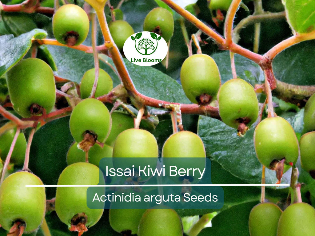30 Issai Kiwi Berry Seeds | Arctic Grape, Kiwiberry | Fast-Growing Edible Fruit Vine | Hardy Kiwi | Actinidia arguta | Rare Fruit Seeds