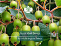 30 Issai Kiwi Berry Seeds | Arctic Grape, Kiwiberry | Fast-Growing Edible Fruit Vine | Hardy Kiwi | Actinidia arguta | Rare Fruit Seeds
