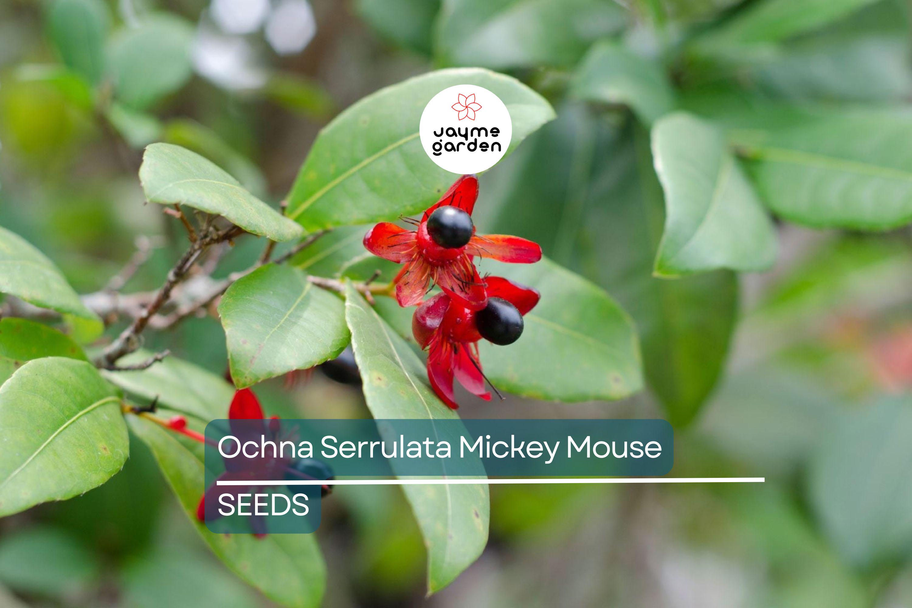 35 Ochna Serrulata Seeds - Mickey Mouse Plant - Yellow Flowers, Bonsai, Tropical Garden, Hardy Zones 9-11