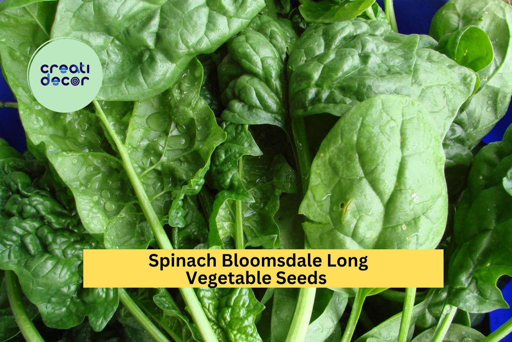 3pcs of 1g Spinach Bloomsdale Long Standing Seeds – Heirloom, Slow to Bolt, Tender Leaves for Garden or Container Seeds for Planting