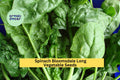 3pcs of 1g Spinach Bloomsdale Long Standing Seeds – Heirloom, Slow to Bolt, Tender Leaves for Garden or Container Seeds for Planting