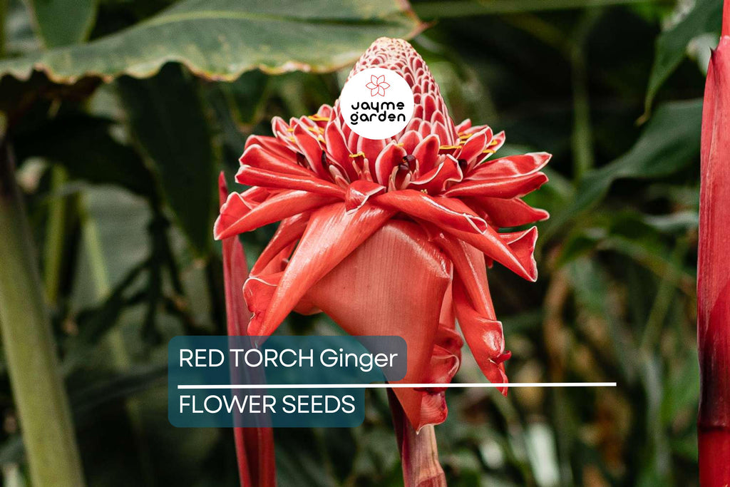 10 Red Torch Ginger Seeds (Etlingera elatior) – Exotic Tropical Flower, 3-5' Tall, Indoor/Outdoor Plant