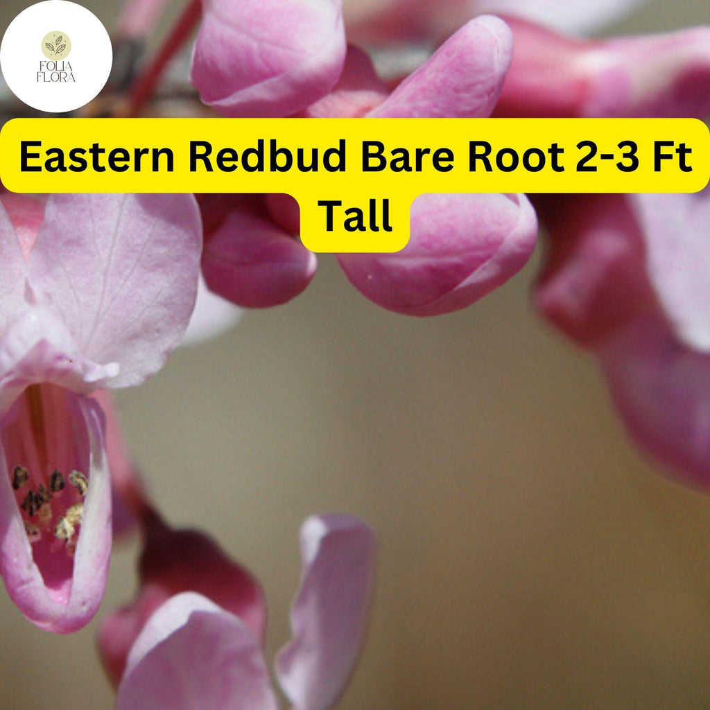 1 Eastern Redbud Tree, 2-3 Ft Tall, Live Bare Root Plant, Cercis canadensis, Ready to Plant