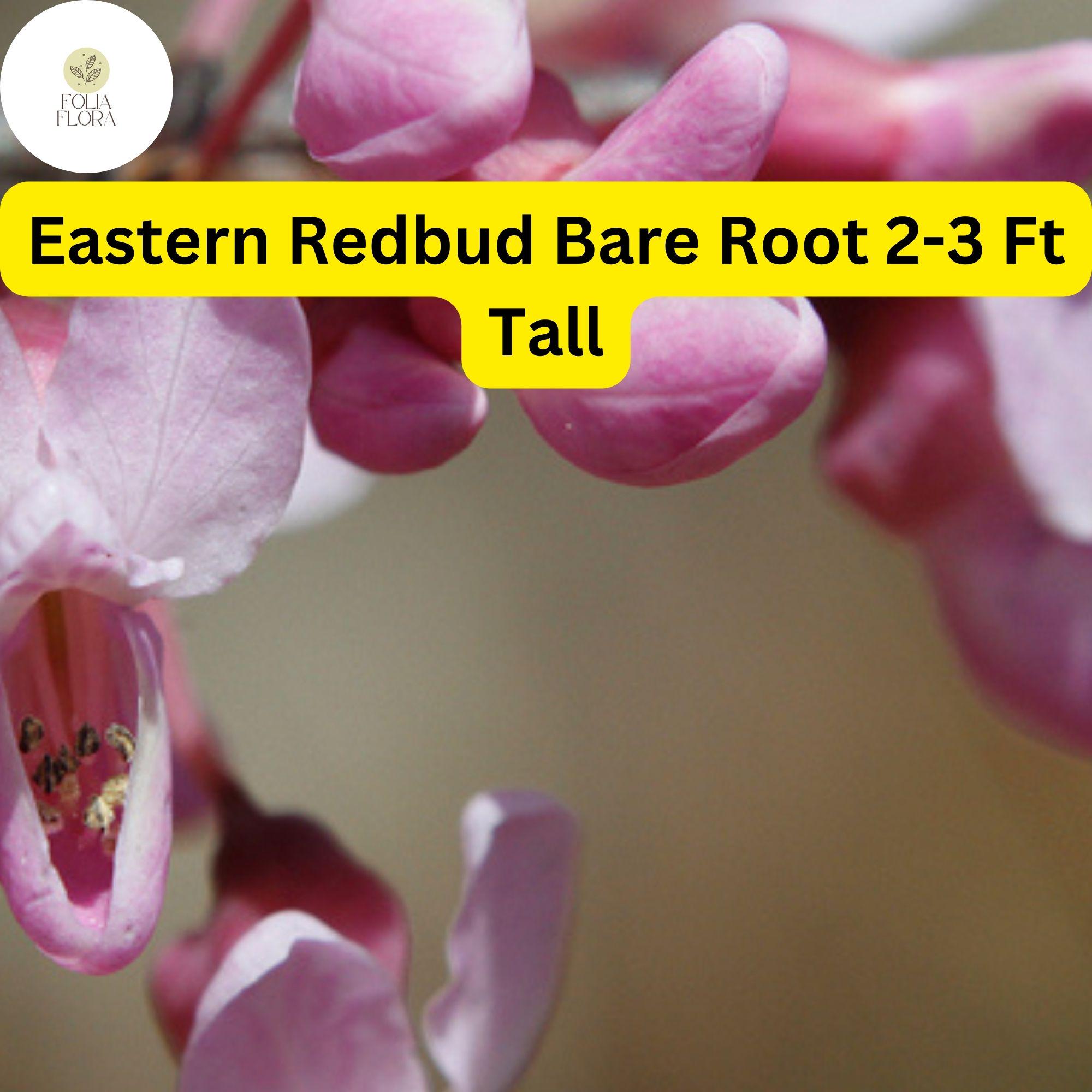 1 Eastern Redbud Tree, 2-3 Ft Tall, Live Bare Root Plant, Cercis canadensis, Ready to Plant
