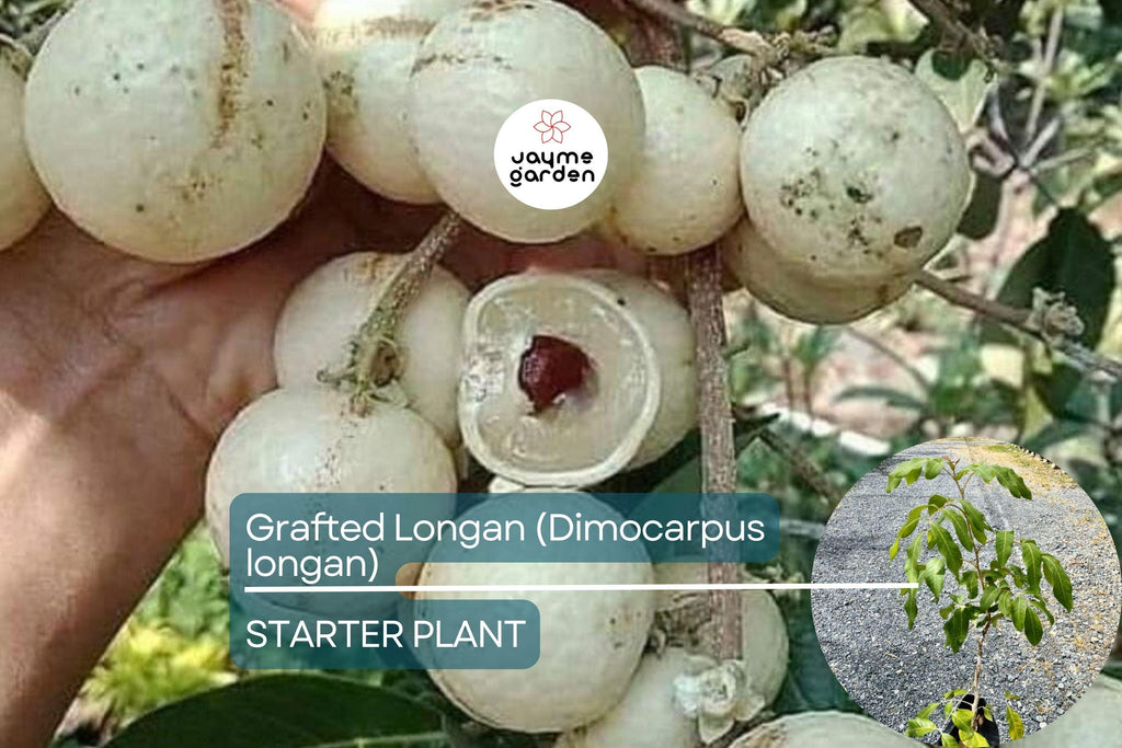 Grafted Longan Tree (Dimocarpus longan) Tropical Fruit Tree 12”-24” | Sweet, Juicy Dragon's Eye Fruit