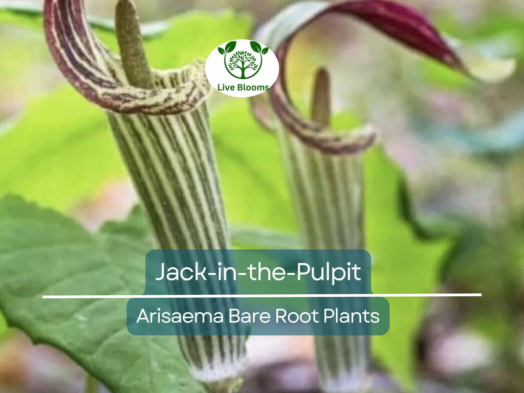 10 Jack-in-the-Pulpit Bulbs – Bare Root Arisaema triphyllum – Native Wildflower Indian Turnip – Shade Garden Perennial