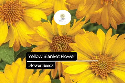 25 Yellow Blanket Flower Seeds – Gaillardia aristata 'Aurea Pura' – Perennial, Drought-Tolerant, Bright Yellow Blooms for Pollinators