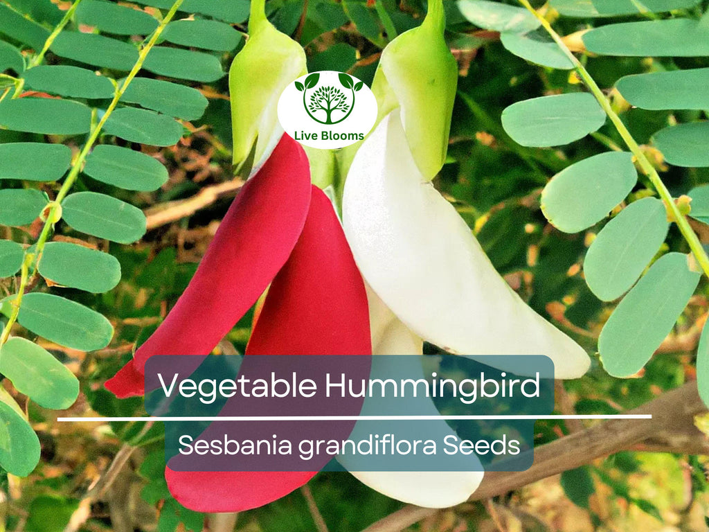20 Vegetable Hummingbird Tree Seeds - Sesbania grandiflora, Agati Flower, Edible, Fast-Growing, Ornamental, Pollinator-Friendly, Tropical