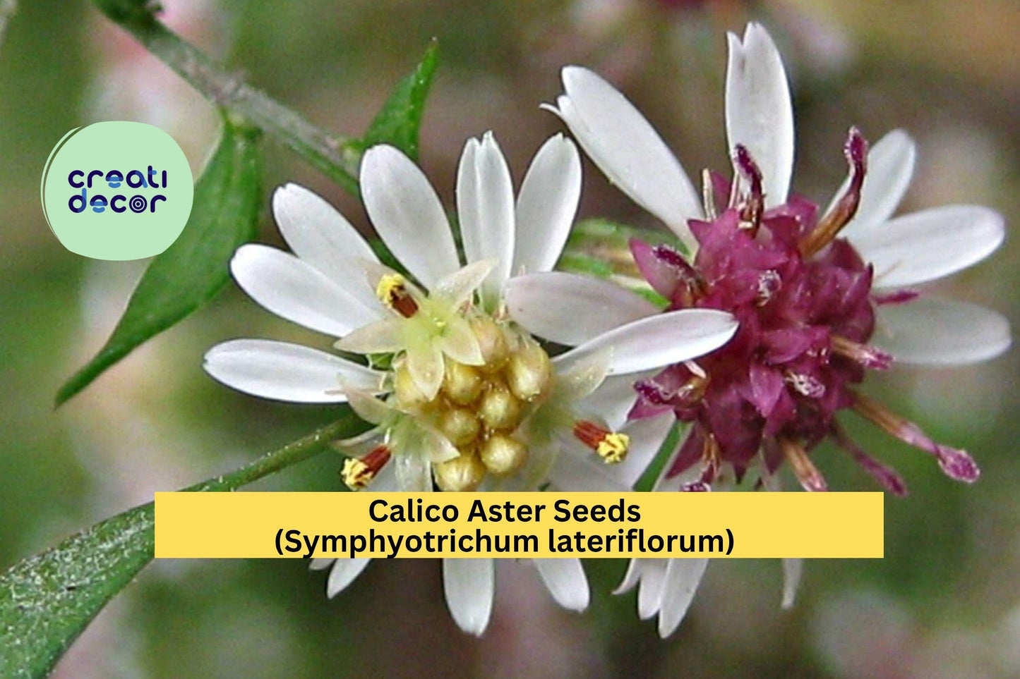 Calico Aster Seeds (Symphyotrichum lateriflorum) – 100 Seeds – White Native Perennial Wildflower for Pollinator and Woodland Gardens