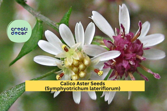 Calico Aster Seeds (Symphyotrichum lateriflorum) – 100 Seeds – White Native Perennial Wildflower for Pollinator and Woodland Gardens