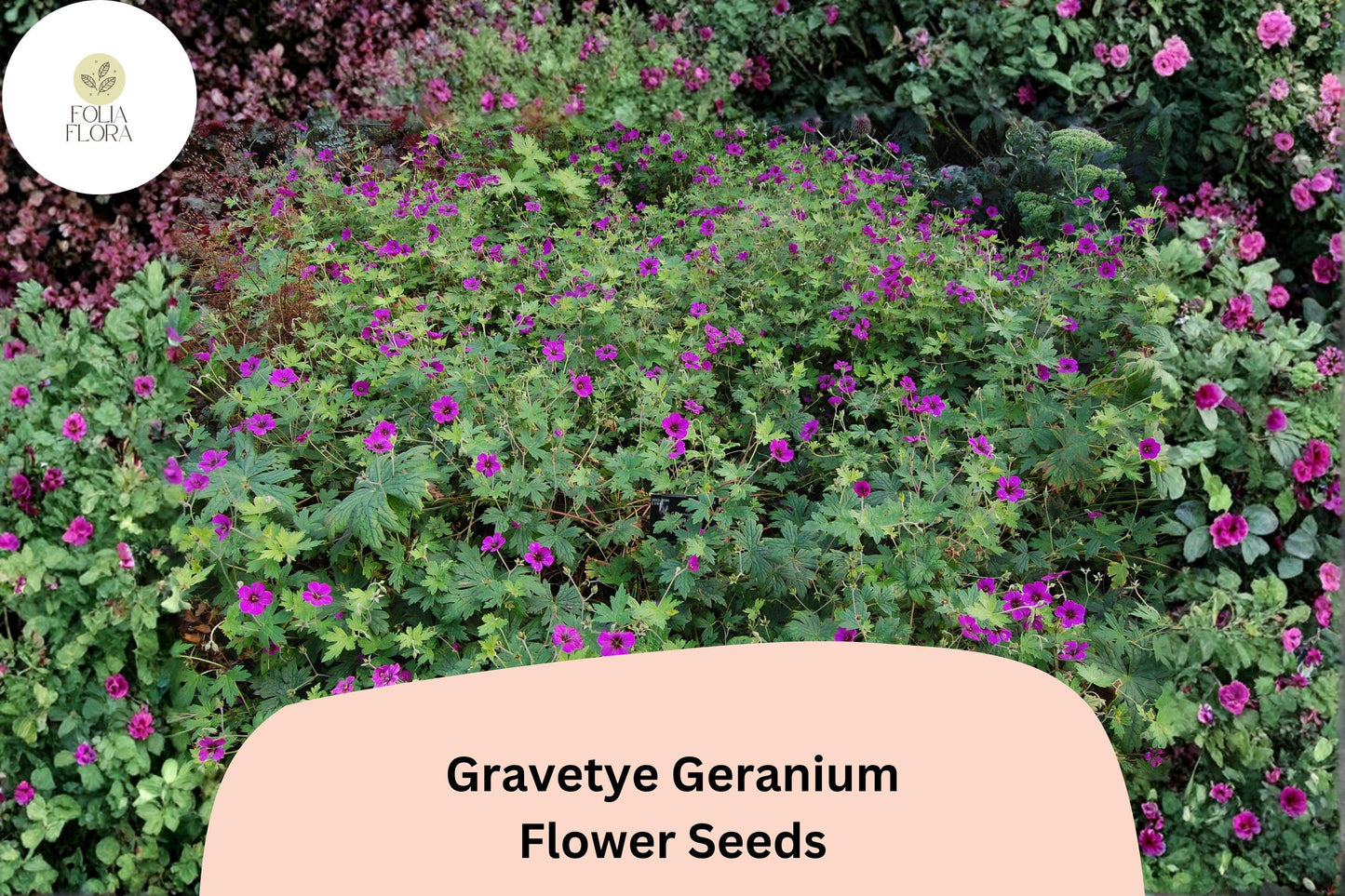 25+ Gravetye Geranium Seeds | Purple Zonal Pelargonium | Garden Flower Seeds