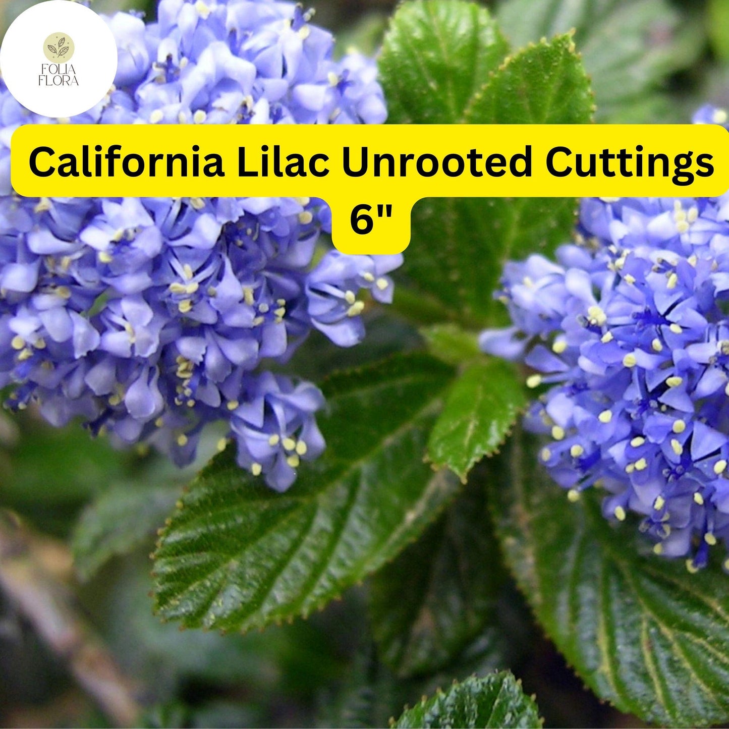 Ceanothus ‘California Lilac’ | 3 Unrooted 6" Live Cuttings | Fast-Growing Flowering Shrub | Blue Blooms