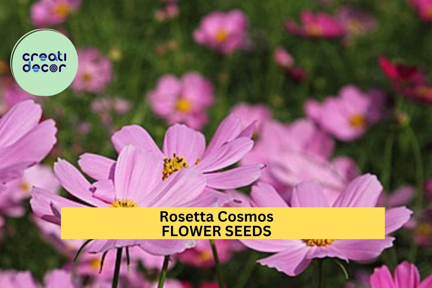 200+ Rosetta Cosmos Seeds – Rosy-Pink Frilly Blooms for Garden Planting, Pollinator-Friendly Annuals for Beds & Borders – USA