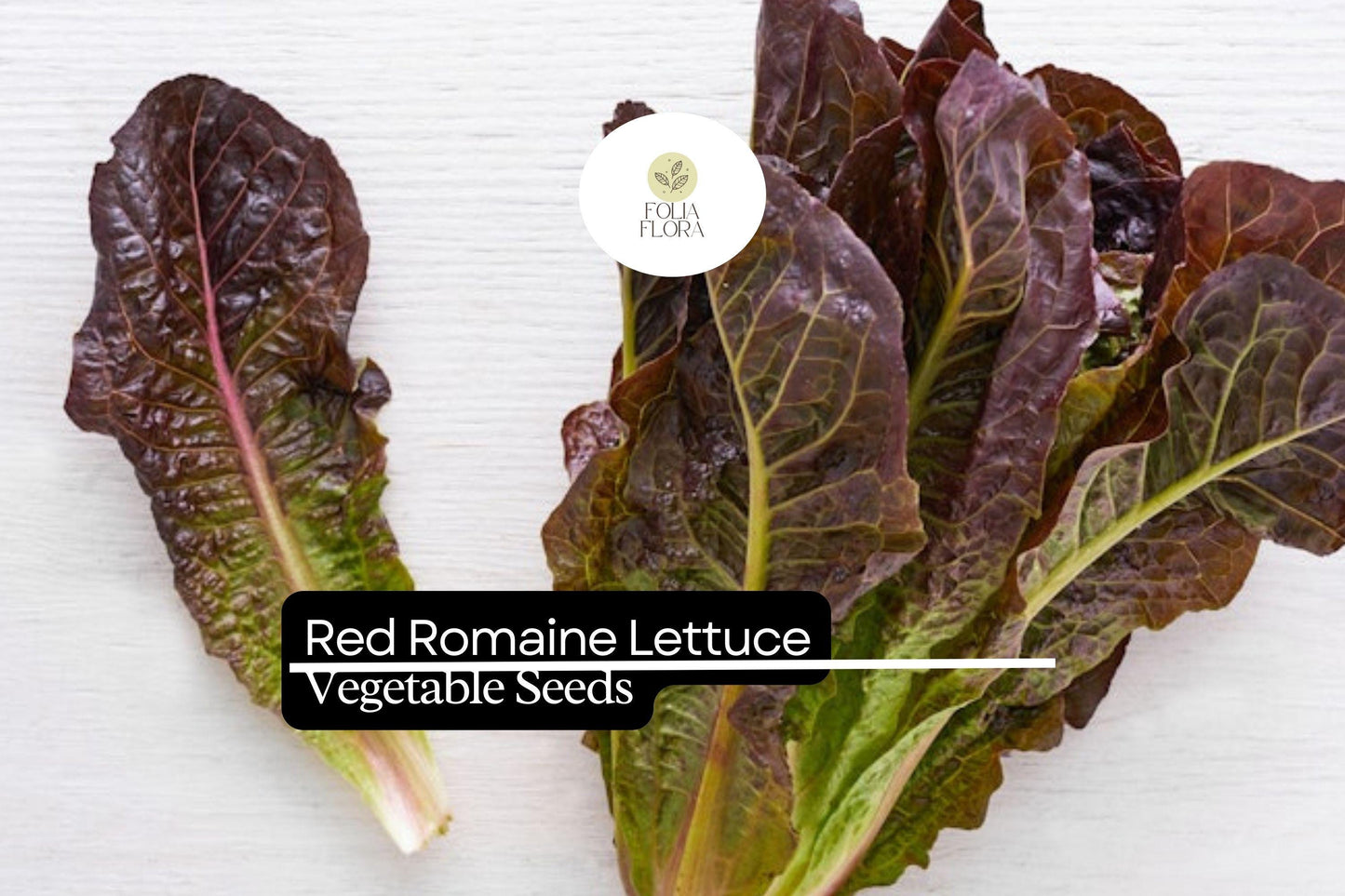 1000 Red Romaine Lettuce Seeds – Lactuca sativa – Crisp, Sweet & Nutritious, Heat-Tolerant, Perfect for Salads
