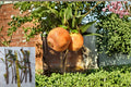 White Pomegranate 10 Cuttings 8-10" (Punica granatum) Fruit Tree Cuttings