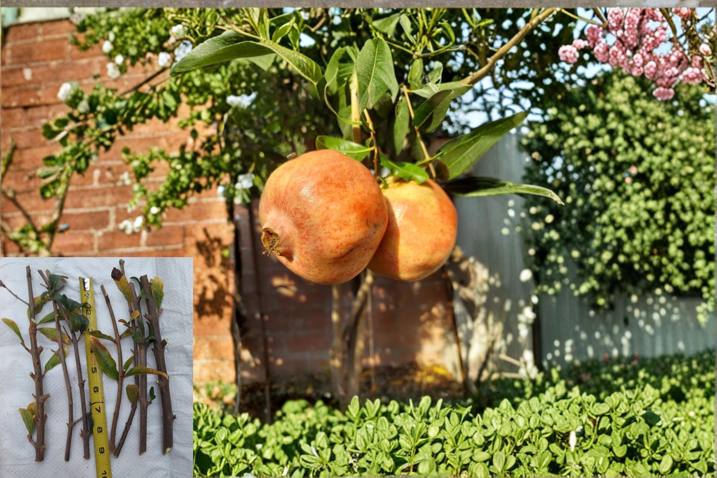 White Pomegranate 10 Cuttings 8-10" (Punica granatum) Fruit Tree Cuttings