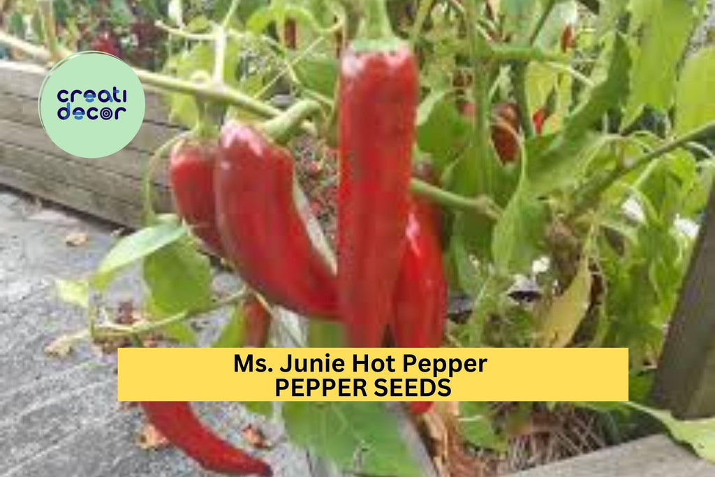 3pcs of 250mg Ms. Junie Hot Pepper Seeds – Bold Caribbean-Style Chili Seeds for Planting – Ideal for Sauces, Jerk Recipes & Grilling