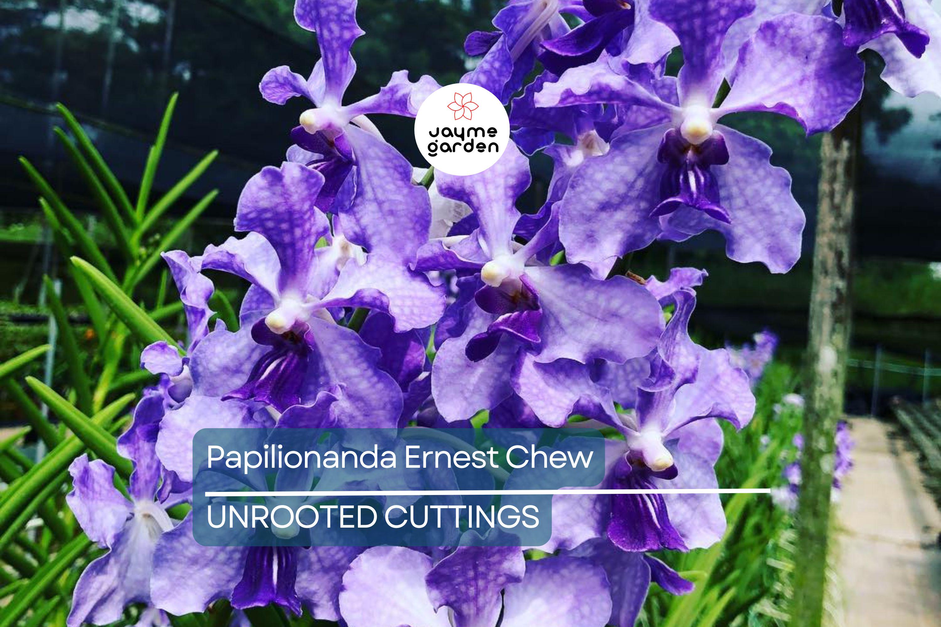Papilionanda Ernest Chew "Cerulean Treasure" Orchid Flowering Size, Light Blue Blooms