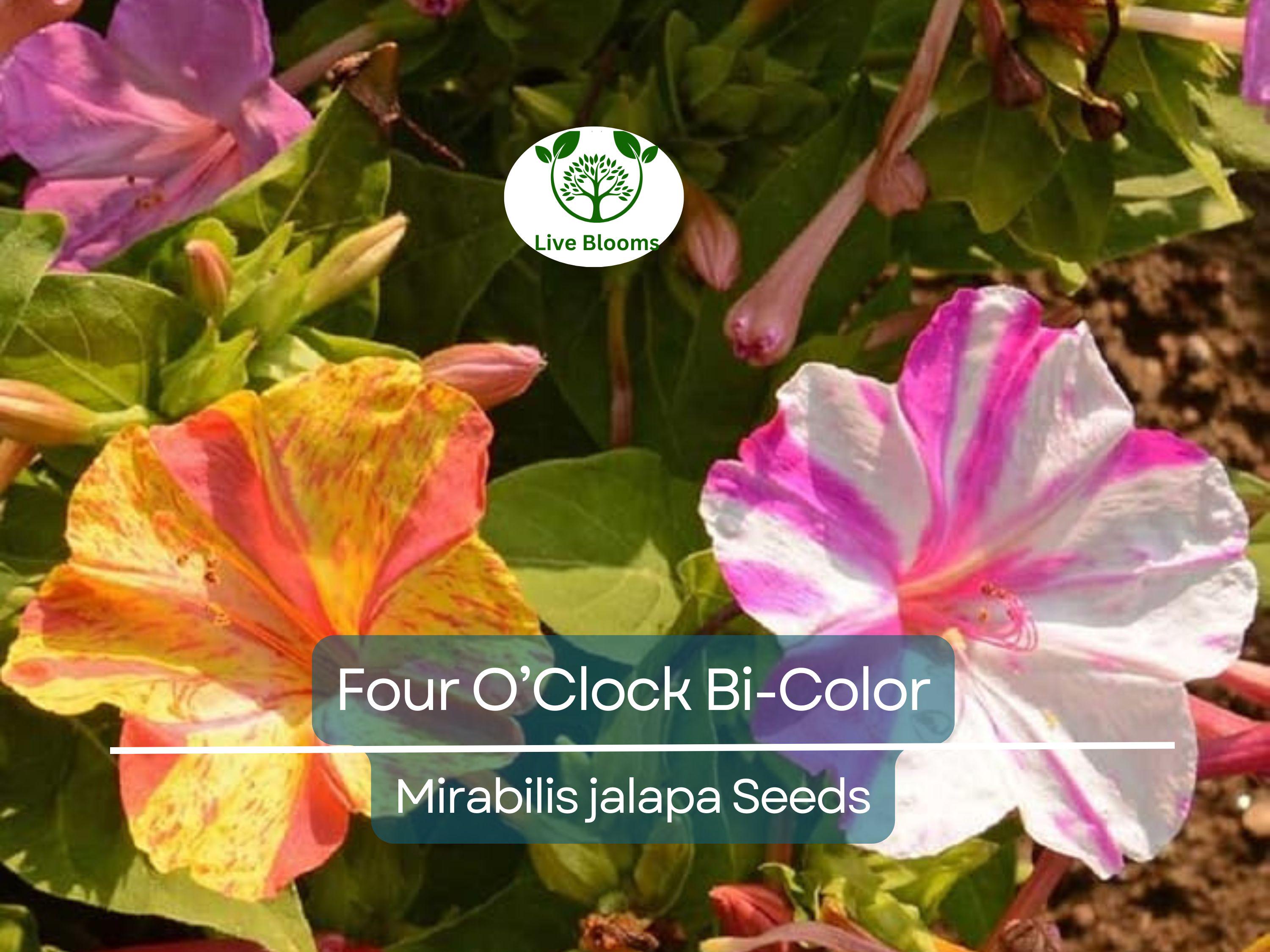 25 Seeds Four O’Clock Bi-Color – Mirabilis jalapa – Heirloom Non-GMO Annual or Perennial – Hummingbird & Pollinator Favorite