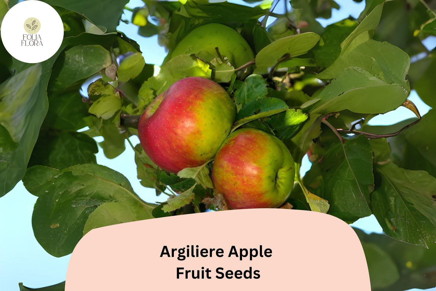 25+ Argilière Apple Seeds | Rare French Heirloom | Malus domestica | Grow Unique Orchard Apple
