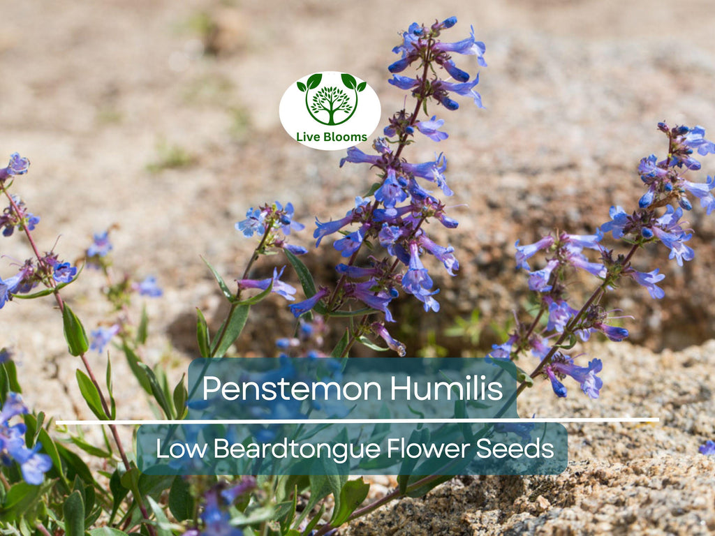 100 mg Seeds Penstemon Humilis (Low Beardtongue) for Planting | Hardy Perennial Wildflower for Rock Gardens and Pollinator Habitats
