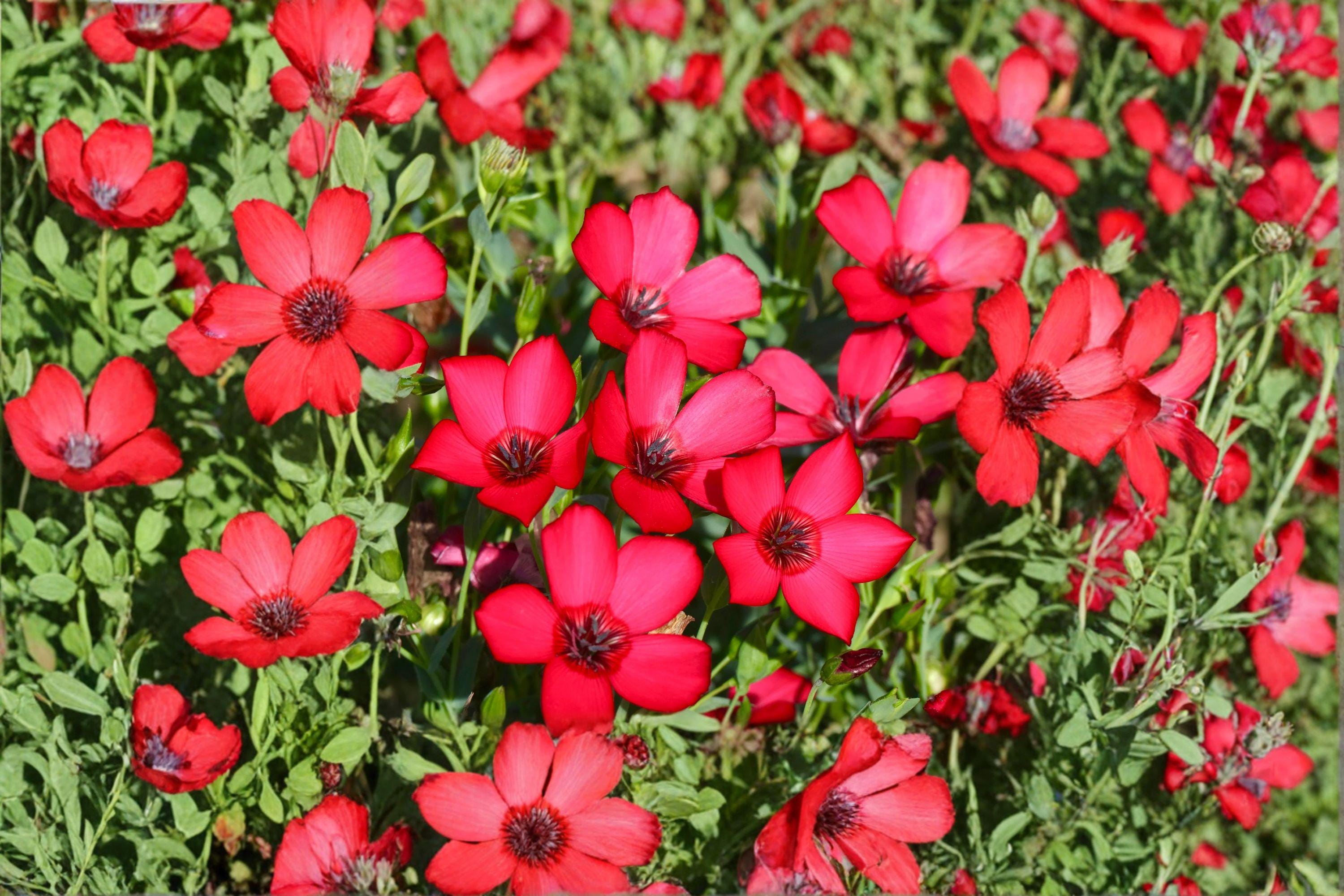 Scarlet Flax – Linum grandiflorum rubrum Seeds | 100 Seeds | Brilliant Red Blooms | Easy Annual