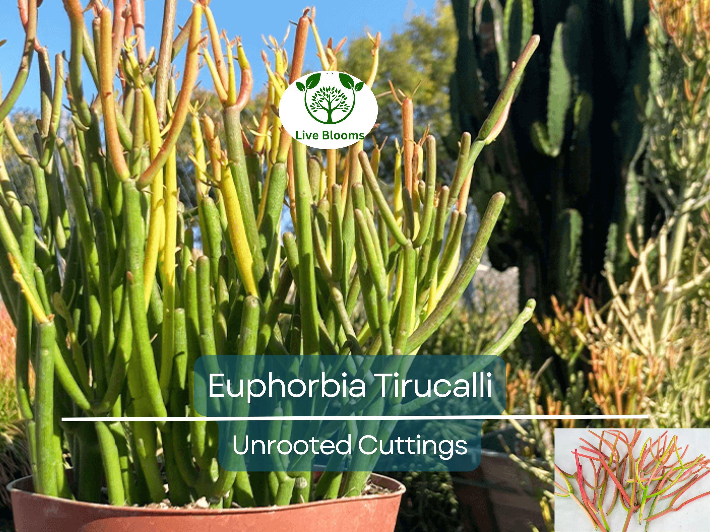 15 Healthy Fire Sticks Succulent Unrooted Cuttings - Euphorbia Tirucalli - Unique Colorful Succulent for Propagation & Garden