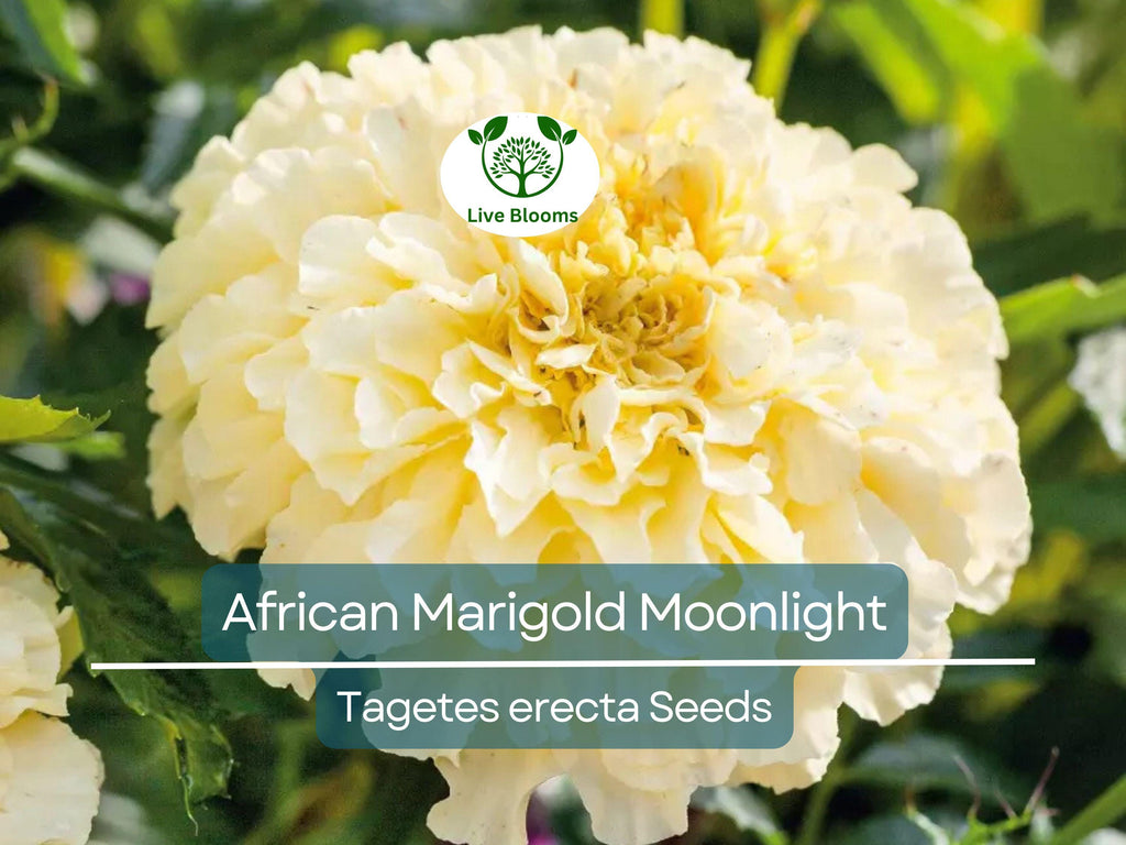 25 Seeds African Marigold Moonlight 18-24" Double Blooms - Non-GMO, Bee-Friendly, Bright Yellow Flowers, Perfect for Gardens & Landscapes