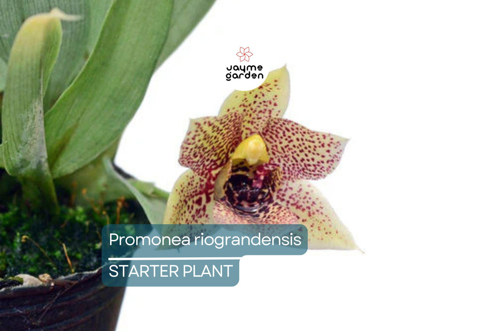 Promenaea riograndensis | Miniature Orchid Species | Live Blooming Seedling in 2” Pot | Tropical Orchid Starter Plant
