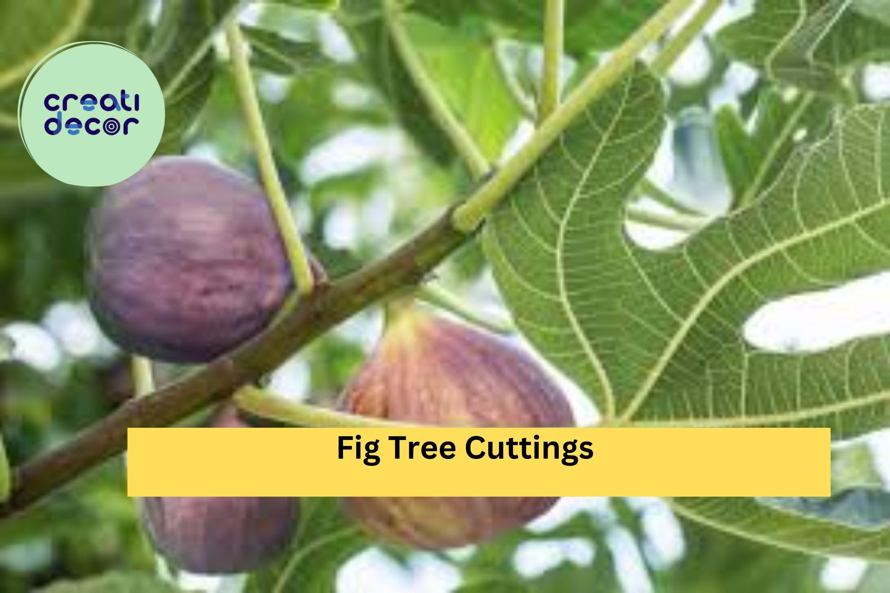 Fig Tree Cuttings – 10 Fresh Unrooted Stems for Propagation, Ficus carica Branches for Growing New Fig Plants