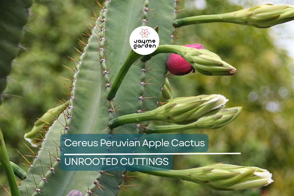 12" Cereus Peruvian Apple Cactus Cutting (Top Cut) - 1ft Segment - Hardy Indoor/Outdoor Plant