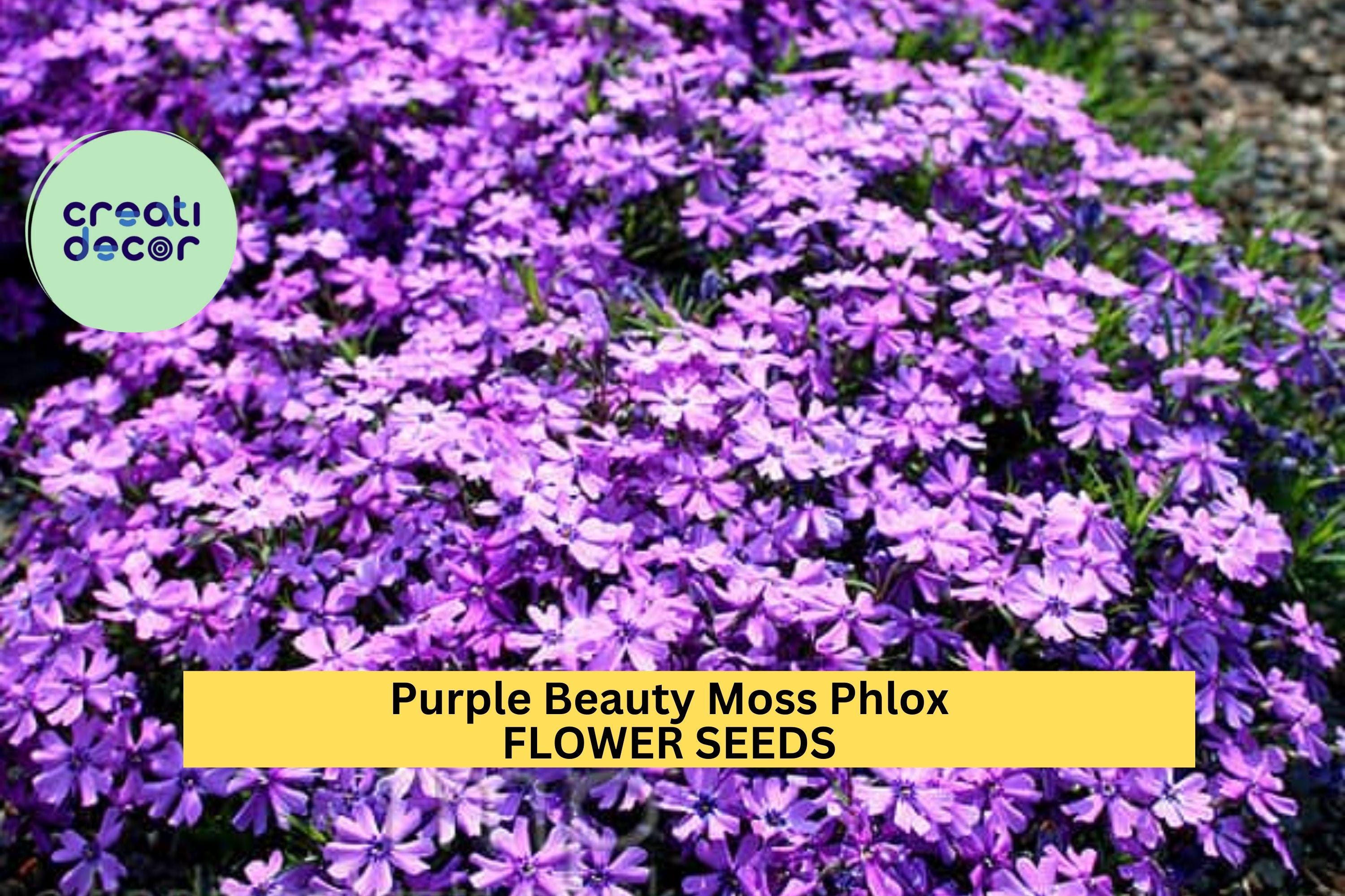Purple Beauty Moss Phlox Seeds – 100+ Seeds – Perennial Groundcover with Lavender-Purple Spring Blooms for Borders, Slopes & Gardens – USA