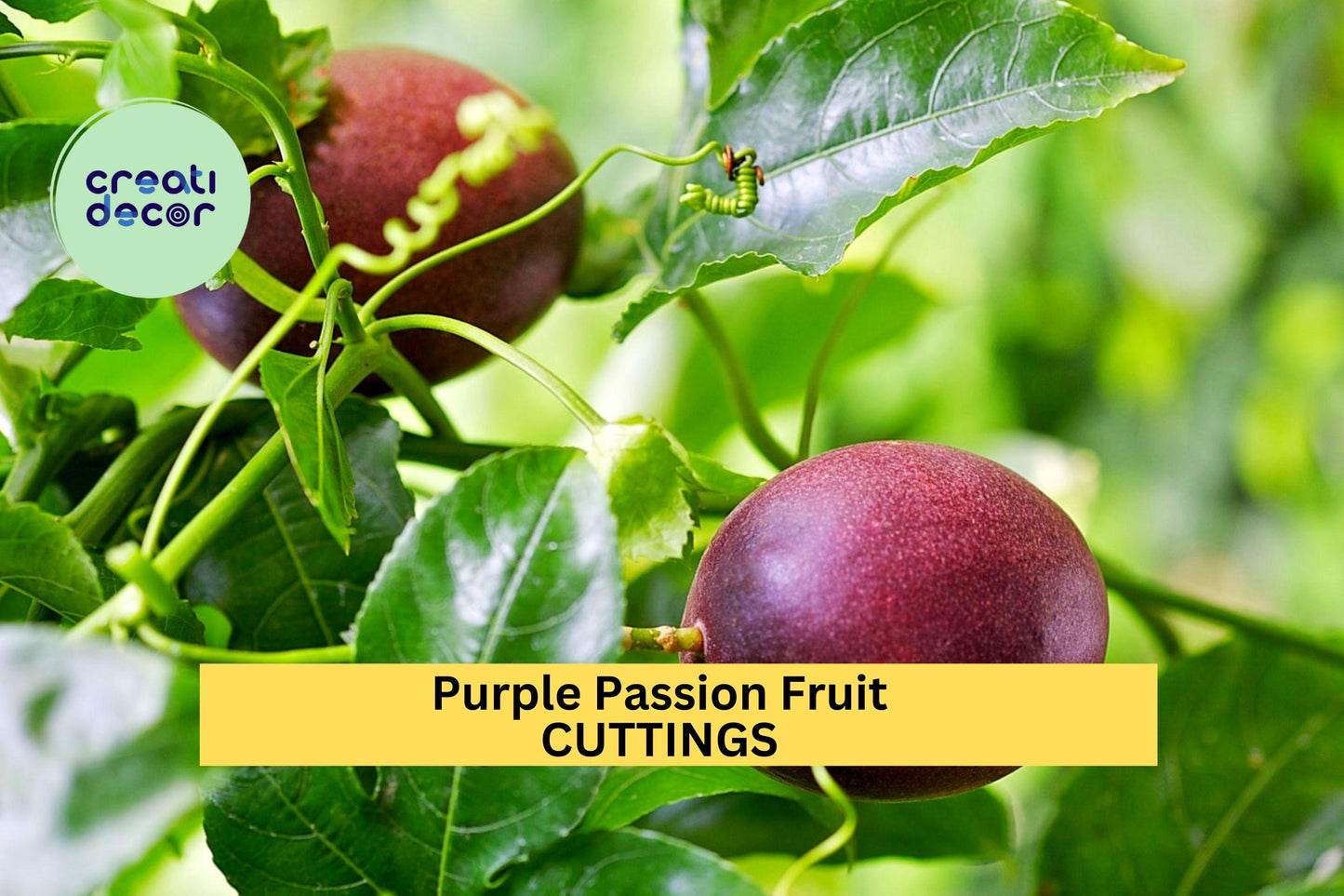 10 Purple Passion Fruit Cuttings – Fast-Growing Tropical Vine for Trellises, Sweet Edible Fruit, Pollinator-Friendly – USA