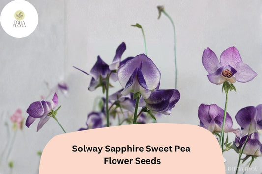 50+ Solway Sapphire Semi-Dwarf Sweet Pea Seeds | Deep Blue-Purple Compact Climbing Flowers