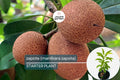 Grafted Sapodilla Tree (Manilkara zapota) Live Tropical Fruit Tree 12”-24” – Early Fruiting, Sweet Zapote Fruit